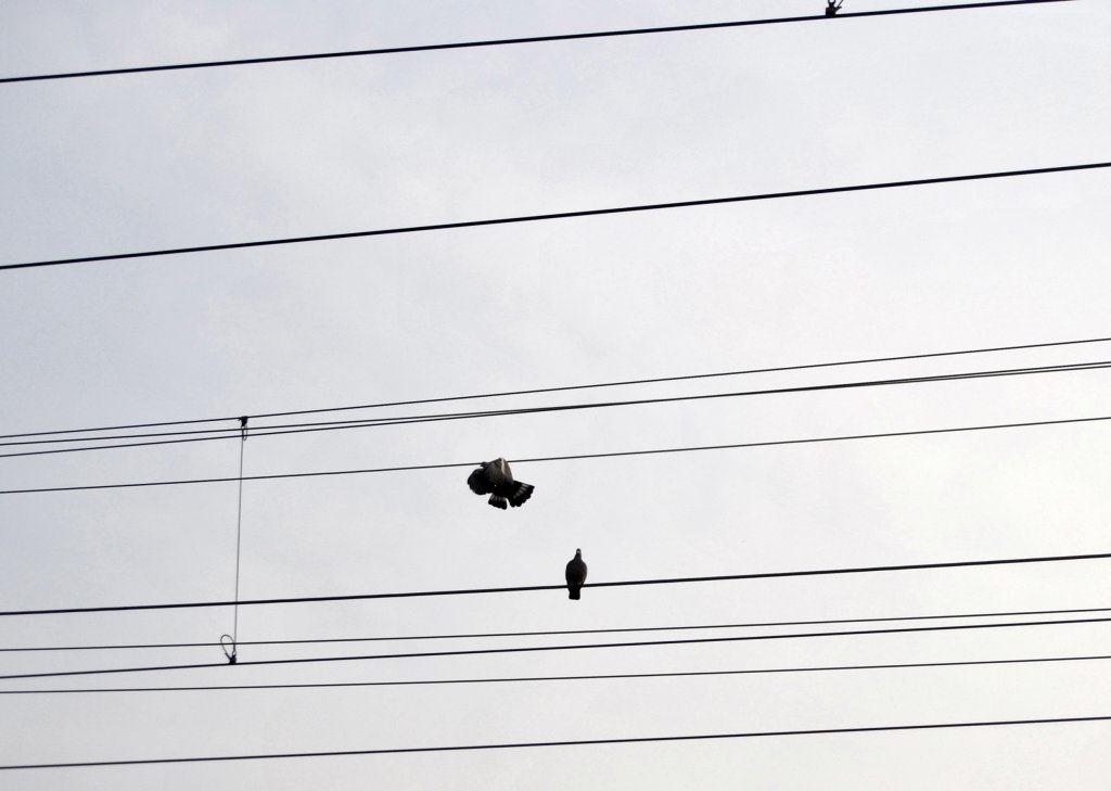 Tubchen auf Fahrdraht. Am 14.03.2012 in Lehrte.