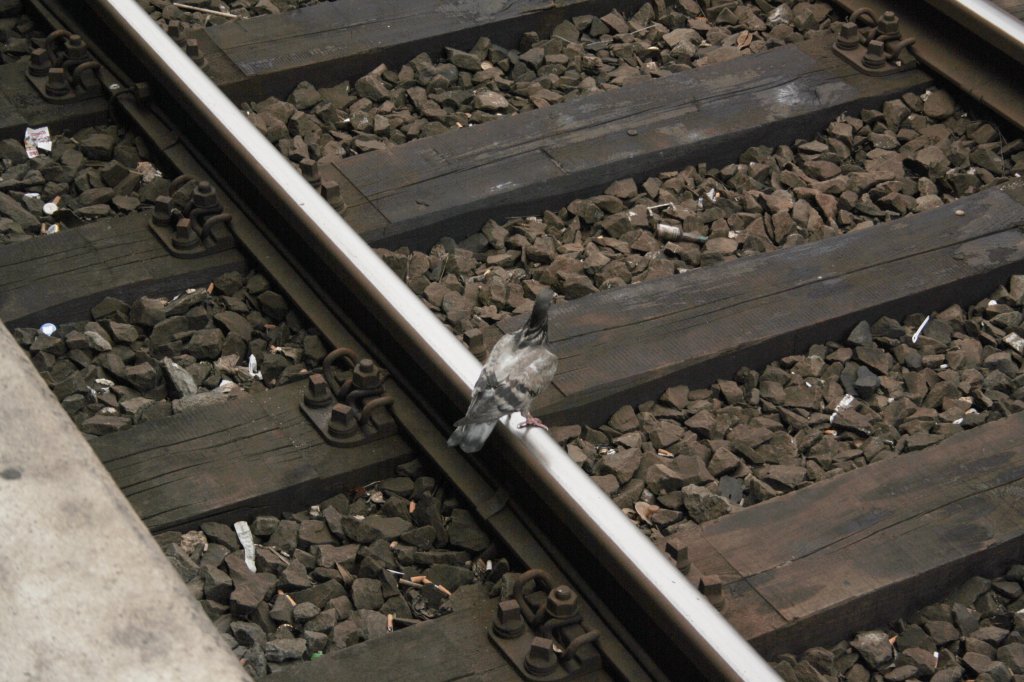Taube sitz seelenruhig auf der Schinne in Hannover HBF, am 20.07.2011.