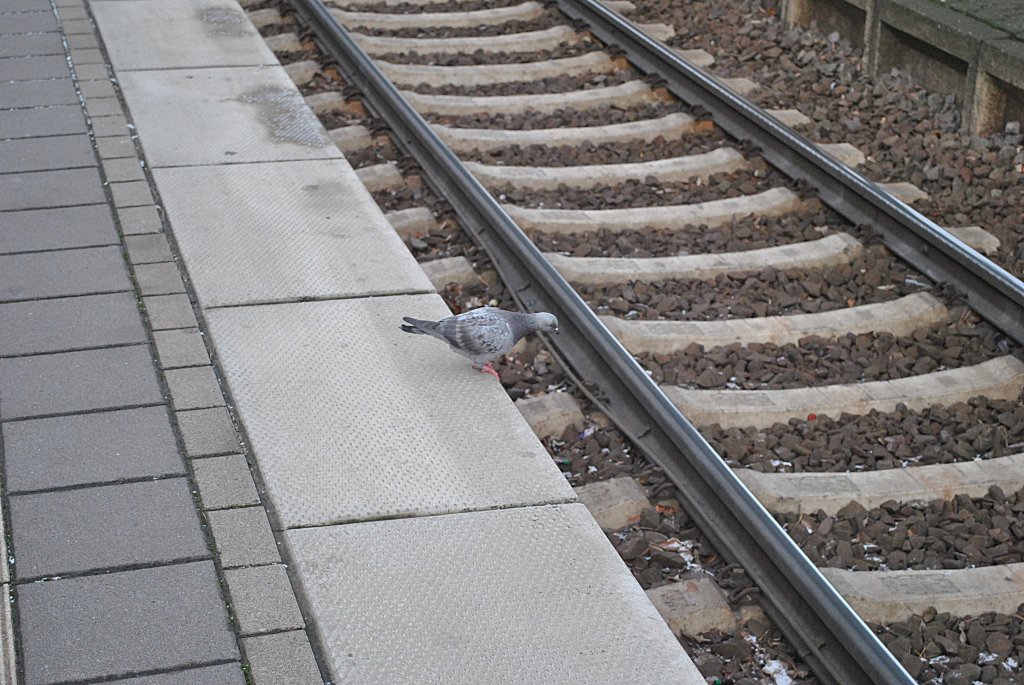 Taube wartet den Zug am 26.11.10 in Lehrte.