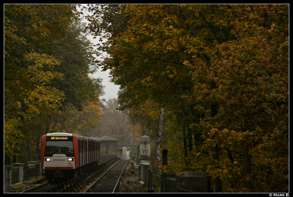Teleaufnahme an der Sierichstrae. Der Winter wird die schnen braunen Bltter bald zu Boden fallen lassen. Aufgenommen am 30.10.10