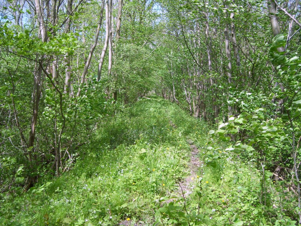 �ber diesen alten Bahndamm , in der N�he von Putbus / R�gen, f�hrte die ehemalige Strecke des Rasenden Rolands Von Putbus �ber Garz nach Altef�hr. Aufnakme vom 12.5.2012