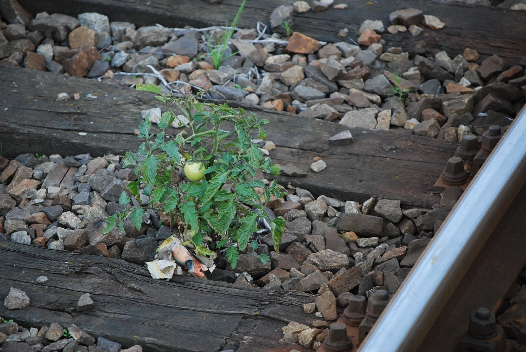 Um die Versorgungslage der Eisenbahner zu verbessern, wurde das Projekt  Grne Bahn  gestartet. Im Bahnhof Frankfurt/Oder in Gleis 9 wurden hierzu sog. Unterflurtomaten ausgest, die in Krze ihre Reife erlangen. Um eine Beschleunigung der Reife zu erreichen berlegt man nun, Reisezugwagen wieder vermehrt mit Toiletten mit Fallrohren auf das Gleisbett einzusetzen, um eine regelmige Dngung zu erreichen. Wenn die Versuchsreihe zu einem positiven Ende gebracht werden kann, sollen speziell kleingezchtete Zwerghhner zur Erprobung gelangen, denen die Gleise dann als Zaun dienen werden. ;-) (Aufnahme 11.10.2010)