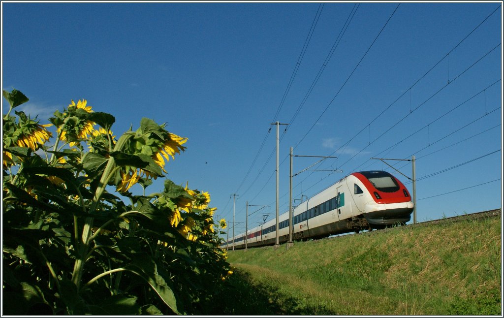 und als Nachschuss, 180  spter, nochmals der ICN 1539 auf seiner Fahrt von Lausanne nach St. Gallen zwischen Pieterlen und Lengnau. 
31. Juli 2013