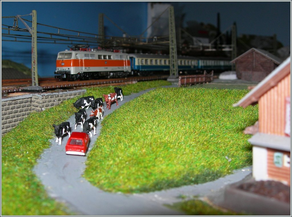 Und nun sind die von der  alten Z Anlage  geholten und gewaschenen Khe bereits auf dem Weg zu ihrem neuen Stall (den man Rechst im Bild sieht und riecht). 
Im Hintergrund die DB 111 136-8 mit einem Zug des Nahverkehrs. 
18. Feb. 2012