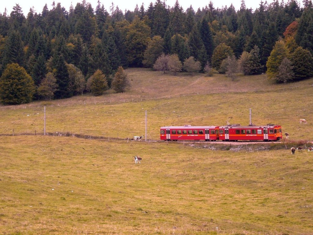 Vollstop des Zuges (Steuerwagen 302-Triebwagen 211), da unklar ist, was die Kuh (links davor) im Sinn hat. Unterhalb von Col de la Givrine, 30.September 2010.