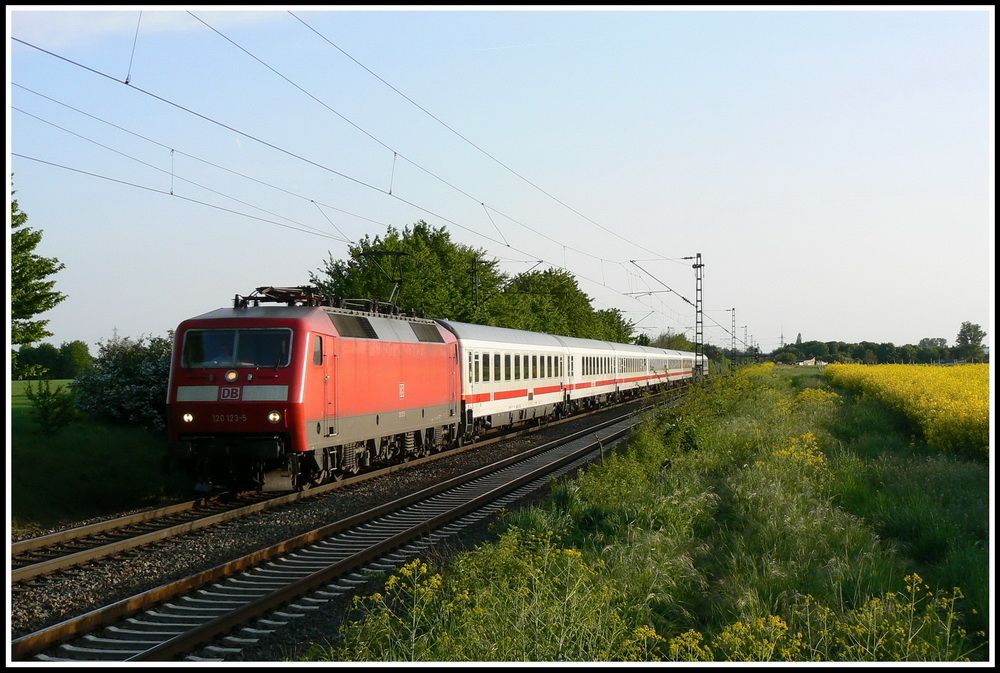 Vorbei an einem bl�henden Rapsfeld bei Ladenburg zieht 120 123 am 03.05.2008 ihren IC 2270, welchen sie von Saarbr�cken nach Kassel bringt.