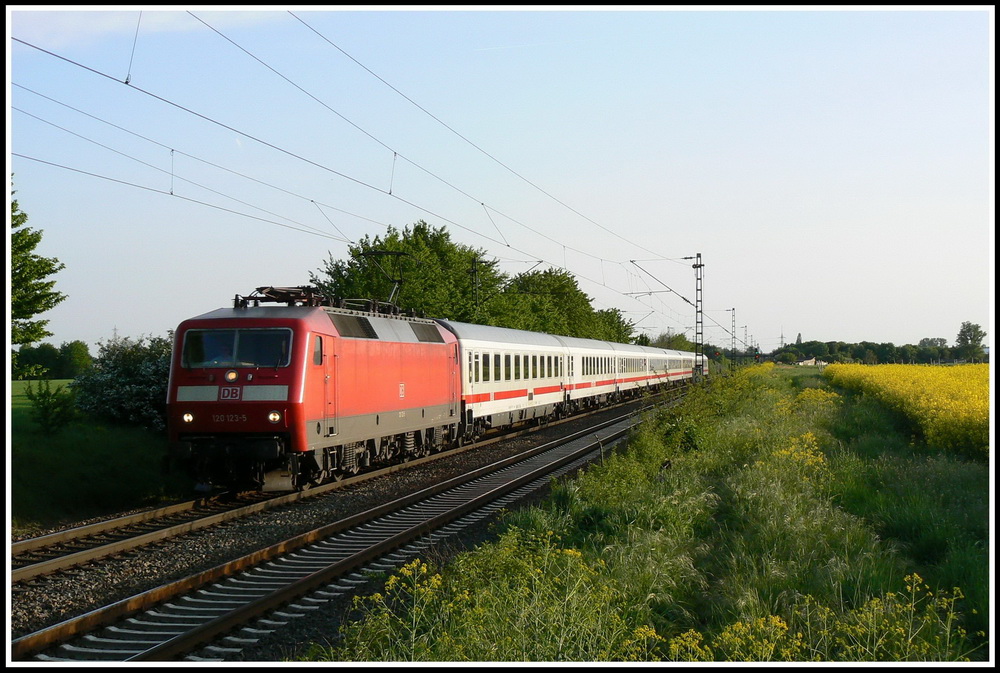 Vorbei an einem blhenden Rapsfeld bei Ladenburg zieht 120 123 am 03.05.2008 ihren IC 2270, welchen sie von Saarbrcken nach Kassel bringt.