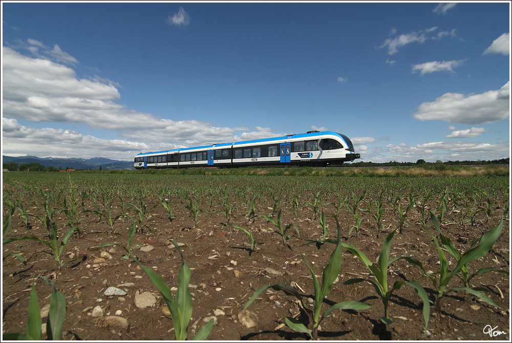 Vorbei an einem jungen Maisacker, fhrt GKB GTW 63.08  S-Bahn Steiermark  als  Sonderzug R 4366 (N 101) auf der Sulmtalbahn von Wies-Eibiswald nach Gleinsttten. 
Prarath 17.5.2012

