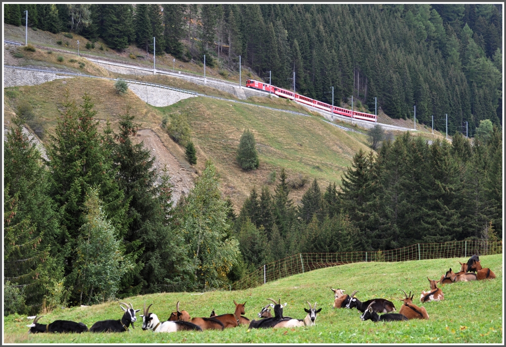 Whrend es sich die Ziegen gemtlich gemacht haben, klettert R822 bei Selva Richtung Oberalppass (25.09.2012)