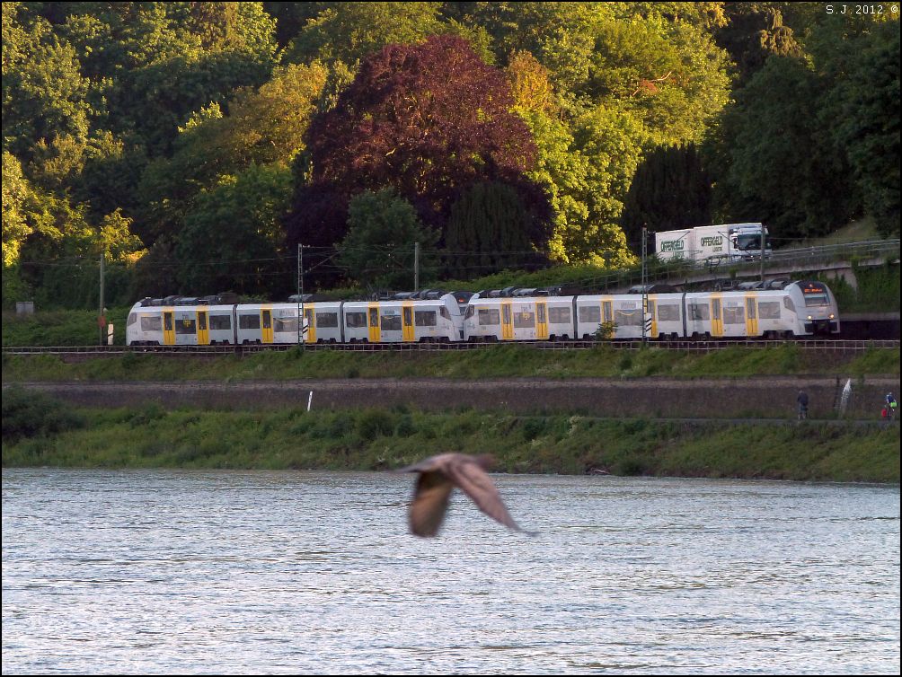 Whrend dieser Siemens Desiro ML am Rheinufer entlang fhrt,wollte die Ente 
unbedingt mit aufs Foto. Location: Remagen/Juni 2012.