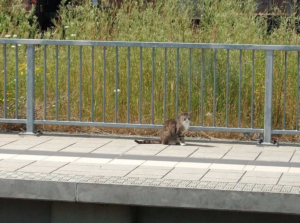 Wartene Katze am 22.Juli 2010 auf dem Bahnhof Bergen/Rgen.