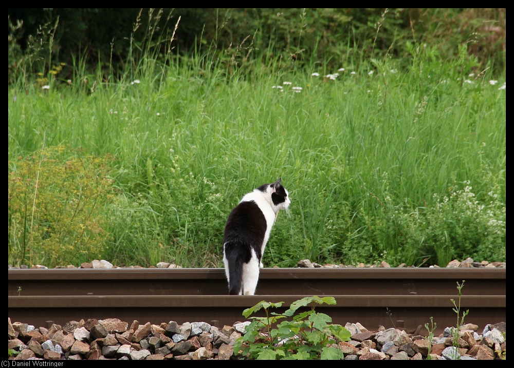 Was macht die Mietze falsch? 12. August 2010, Bahnhof Tssling.