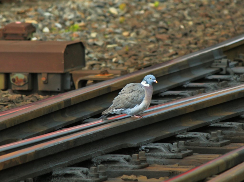 Weichenkontrolle am 22.04.2012 in Aachen West.