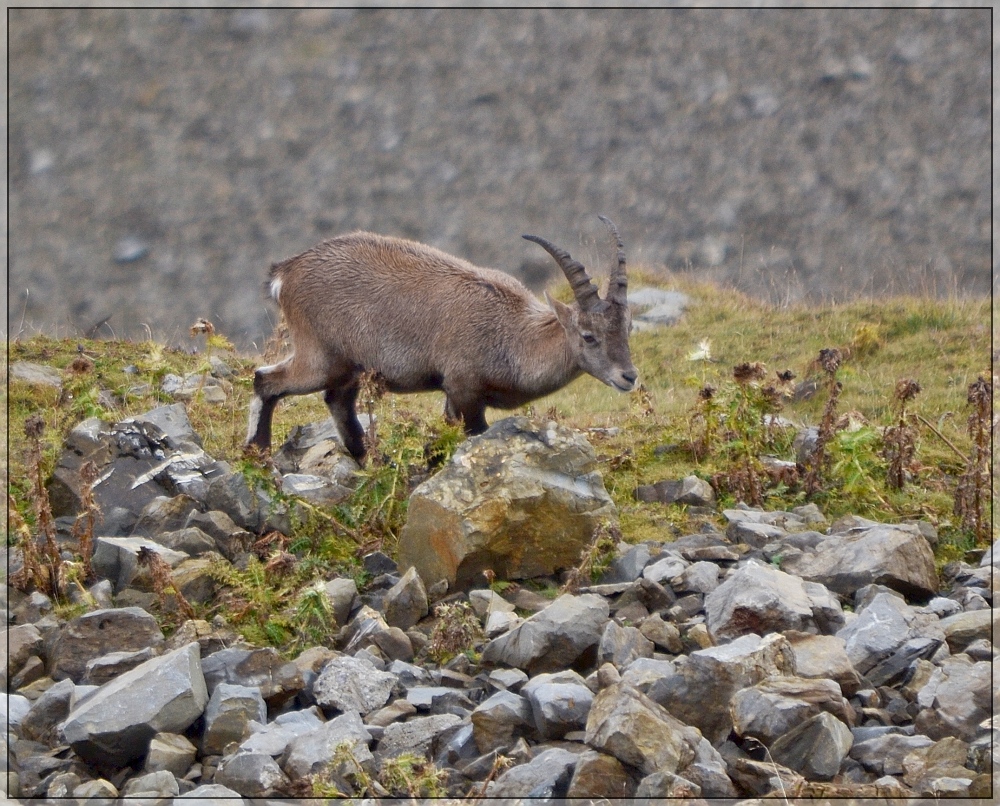 Wie von Heinz versprochen interessieren sich die BB-Fotografen nicht nur fr schnaubende Schienentierchen. September 2012