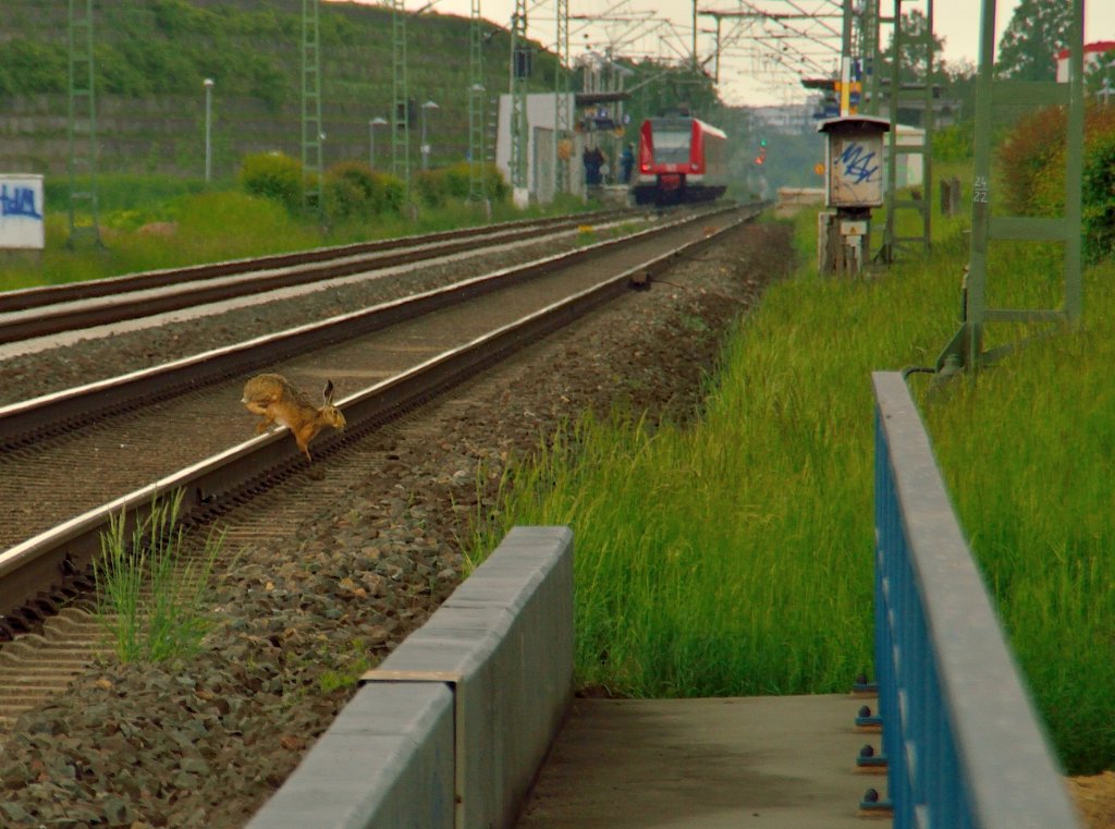 Wie ich da so schon eine ganze Weile an der Brcke stehe, kurz nach dem die S11 in Richtung Dsseldorf durch war, jagen zwei weitere Hasen ber die Bahntrasse und den Zweiten Mmmelmann konnte ich beim Absprung vom Profilkopf aufnehmen.... Allerheiligen den 25.5.2013