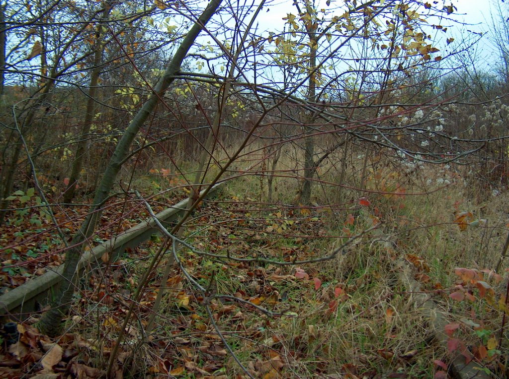 Zugewachsenes Gleis der ehem. Finnebahn (Laucha - Klleda) bei Golzen, Blick Richtung Bad Bibra; 15.11.2009