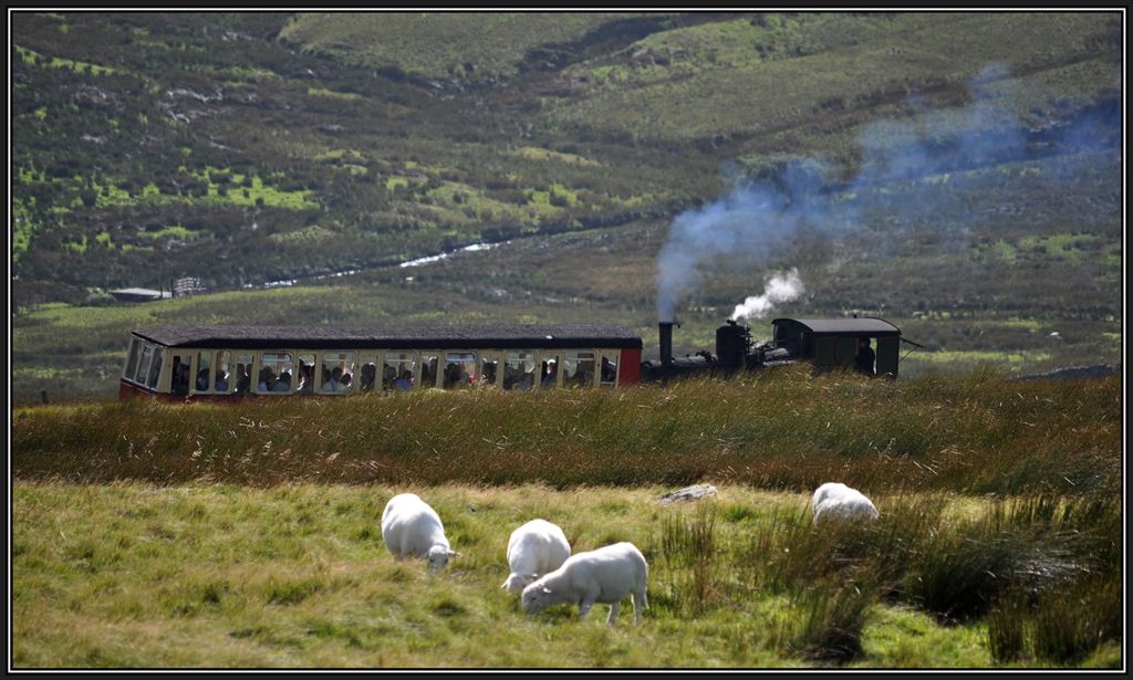 Zwischen den allgegenwrtigen Schafen taucht pltzlich ein Dampfzug aus dem hohen Gras auf. (06.09.2012)