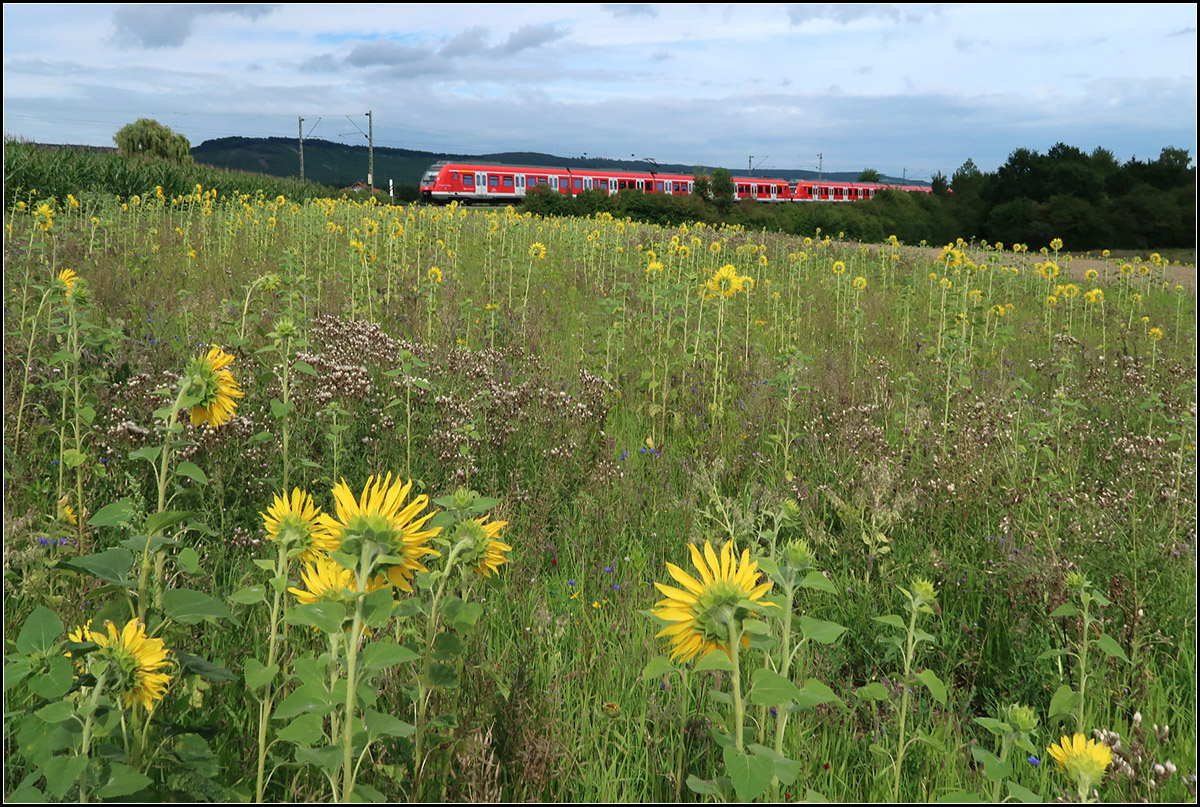 . Ein Thema, drei Variationen -

S-Bahnzug und Sonnenblumenfeld bei Weinstadt-Endersbach im Remstal. Ein Überblick.

27.07.2017 (M)