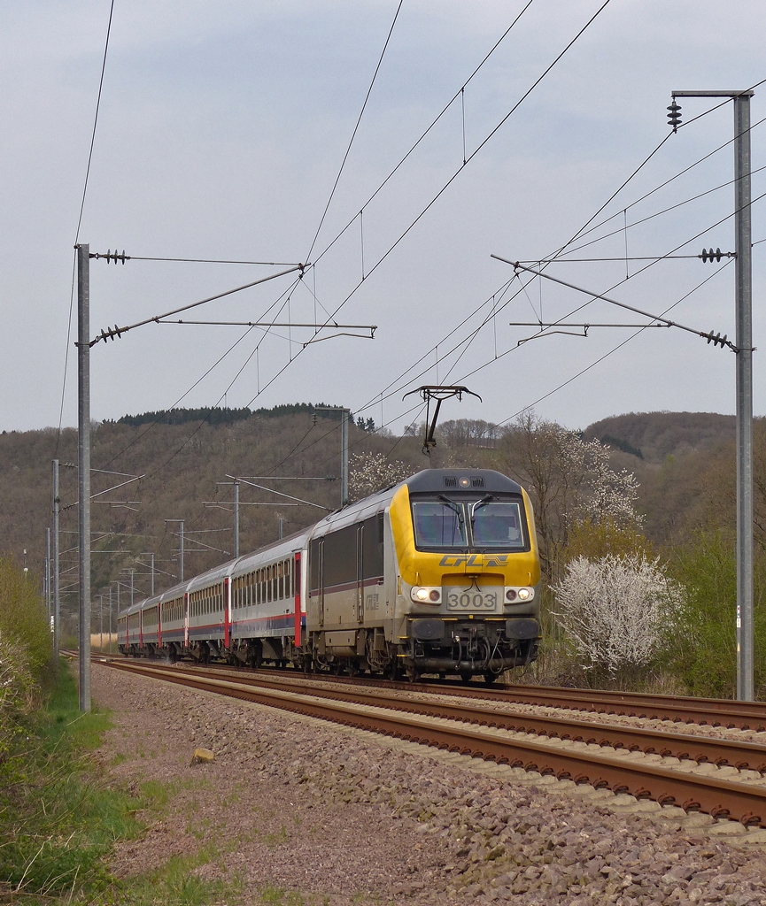 . Frhling an der Nordstrecke - Die 3003 zieht am 16.04.2015 den langen IC 114 Liers - Luxembourg an den blhenden Hecken in Erpeldange/Ettelbrck vorbei, kurz bevor sie den Endbahnhof Ettelbrck erreicht. Da der Zug wegen Gleisbauarbeiten an der Nordstrecke zwischen Mersch und Lorentzweiler nur bis Ettelbrck fuhr, hatte er das Gleis schon gewechselt, was die Fotografin natrlich freute. (Jeanny)