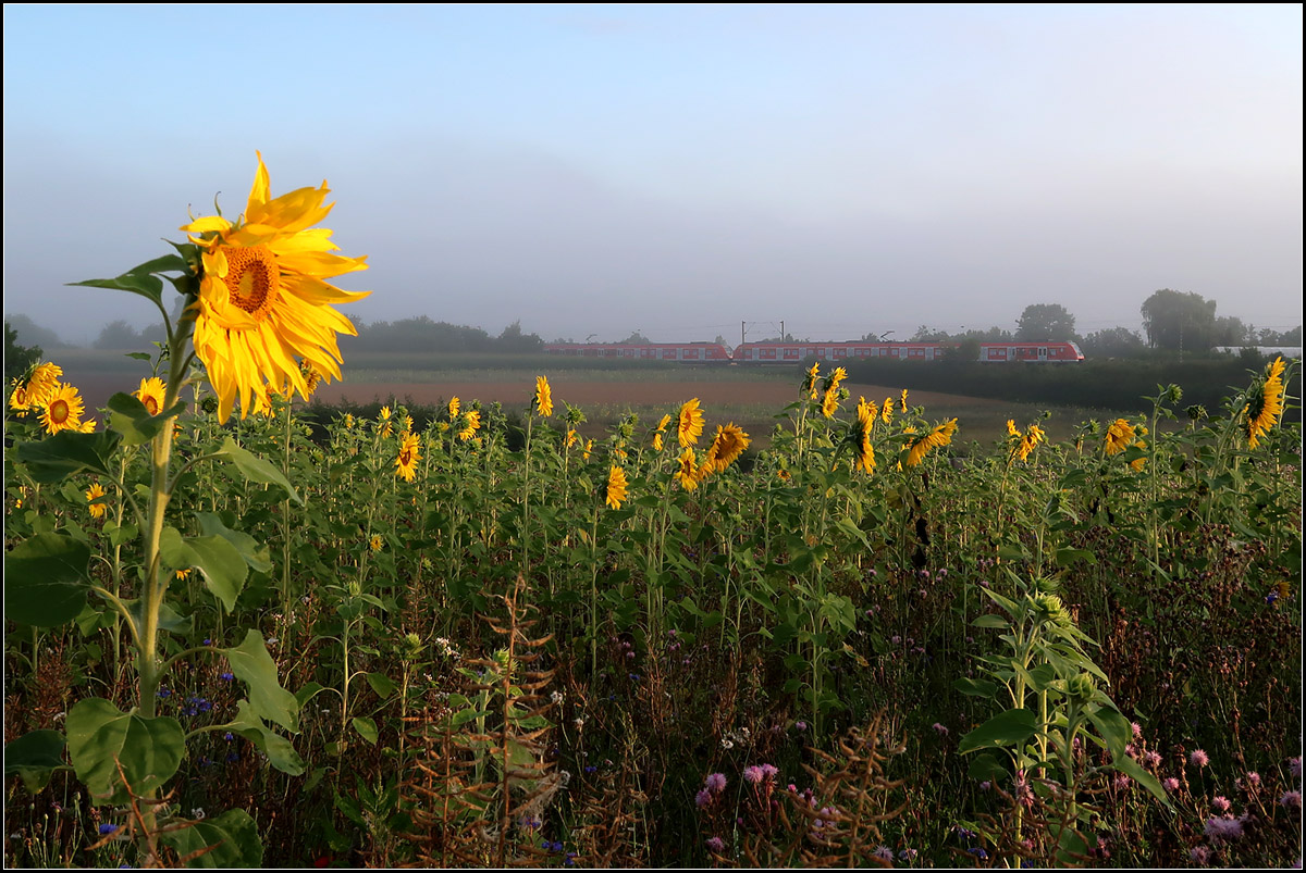 . Gegen die Sonnenblumen -

... die sich schön nach der Sonne ausrichten, kann sich des S-Bahnzug nur schwer behaupten. Nebeliger Sommermorgen im Remstal bei Weinstadt-Endersbach.

21.07.2017 (M)