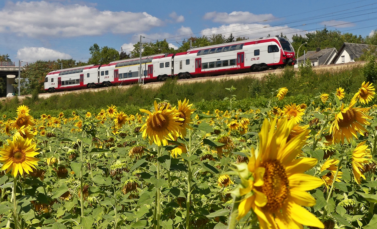 - In Mertert bl�hen wieder die Sonnenblumen - Ein CFL KISS f�hrt am 26.08.2018 am Sonnenblumenfeld in Mertert vorbei auf seiner Reise von Luxembourg Gare Centrale nach Koblenz Hbf. (Jeanny)