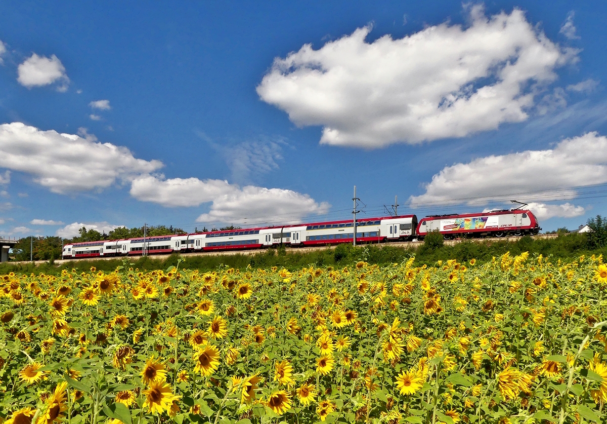 - So sieht Sommer aus - Der CFL Wendezug, gezogen von der 4007, durchf�hrt am 26.08.2018 die Moselortschaft Mertert vorbei an tausenden von Sonnenblumen auf seiner Reise von Luxembourg Gare Centrale nach Wasserbillig. (Jeanny)