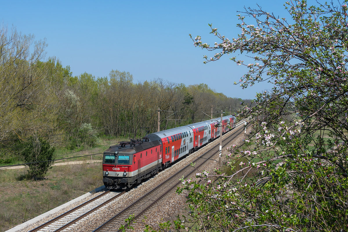 1144 239 mit dem R 2343 nach Wiener Neustadt Hbf. unterwegs. Die Aufnahme entstand am 16.04.2019 bei Strasshof an der Nordbahn.