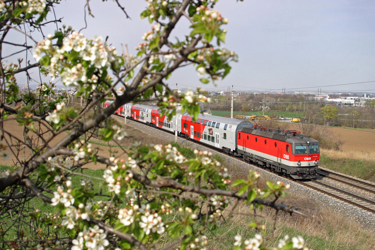 1144.206 fährt mit R-2343 durch den Guntramsdorfer-Bogen bei Mödling mit den frisch blühenden Apfelbäumen am 3.4.16