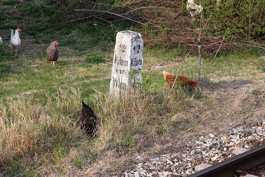  12 Kilom von Wien  entfernt bewacht Federvieh den historischen Kilometerstein. Haltestelle Süssenbrunn am 07.April 2019.