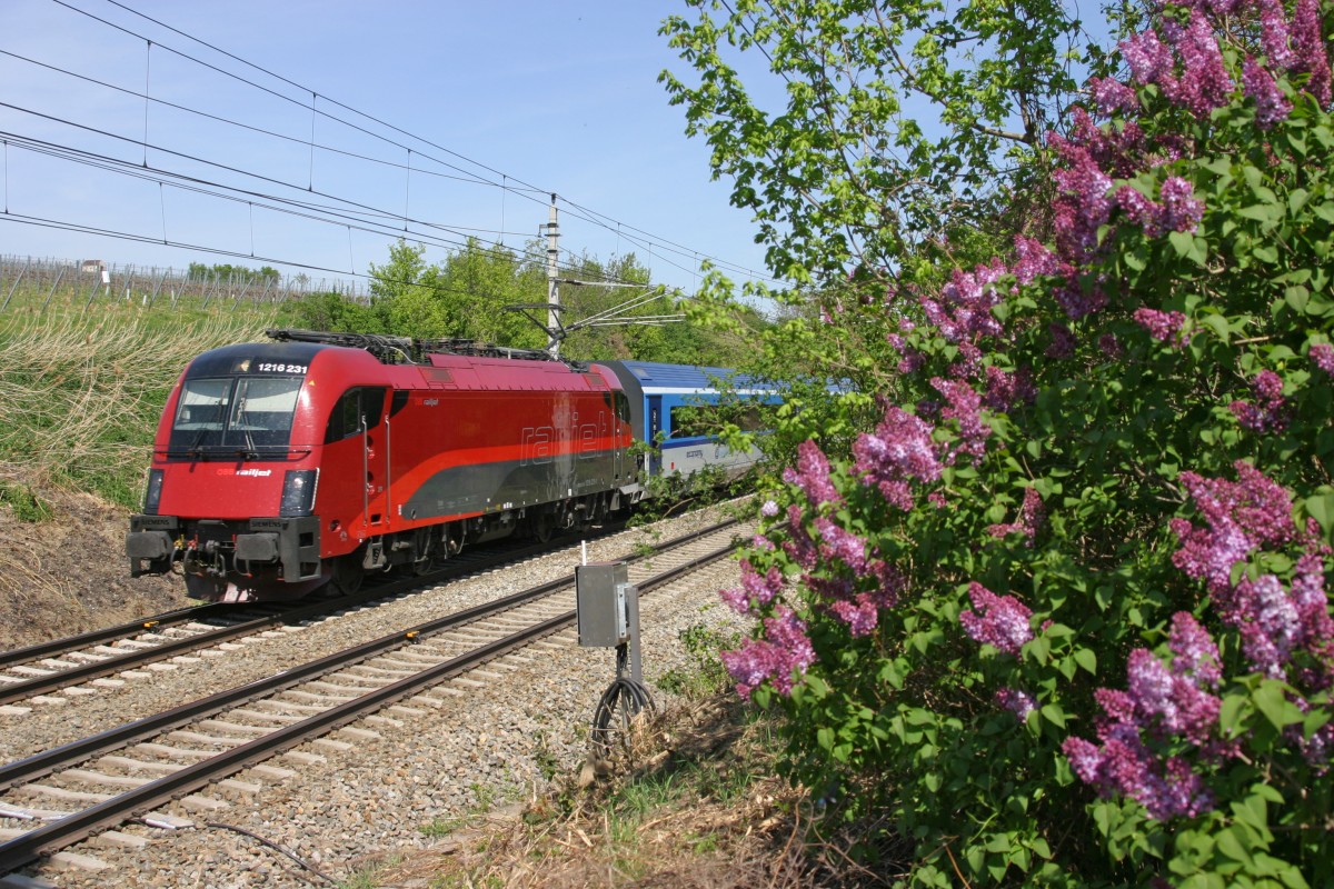 1216.231 fährt mit RJ-73 an einen frisch blühenden Fliederstrauch bei Guntramsdorf vorbei. 25.4.15