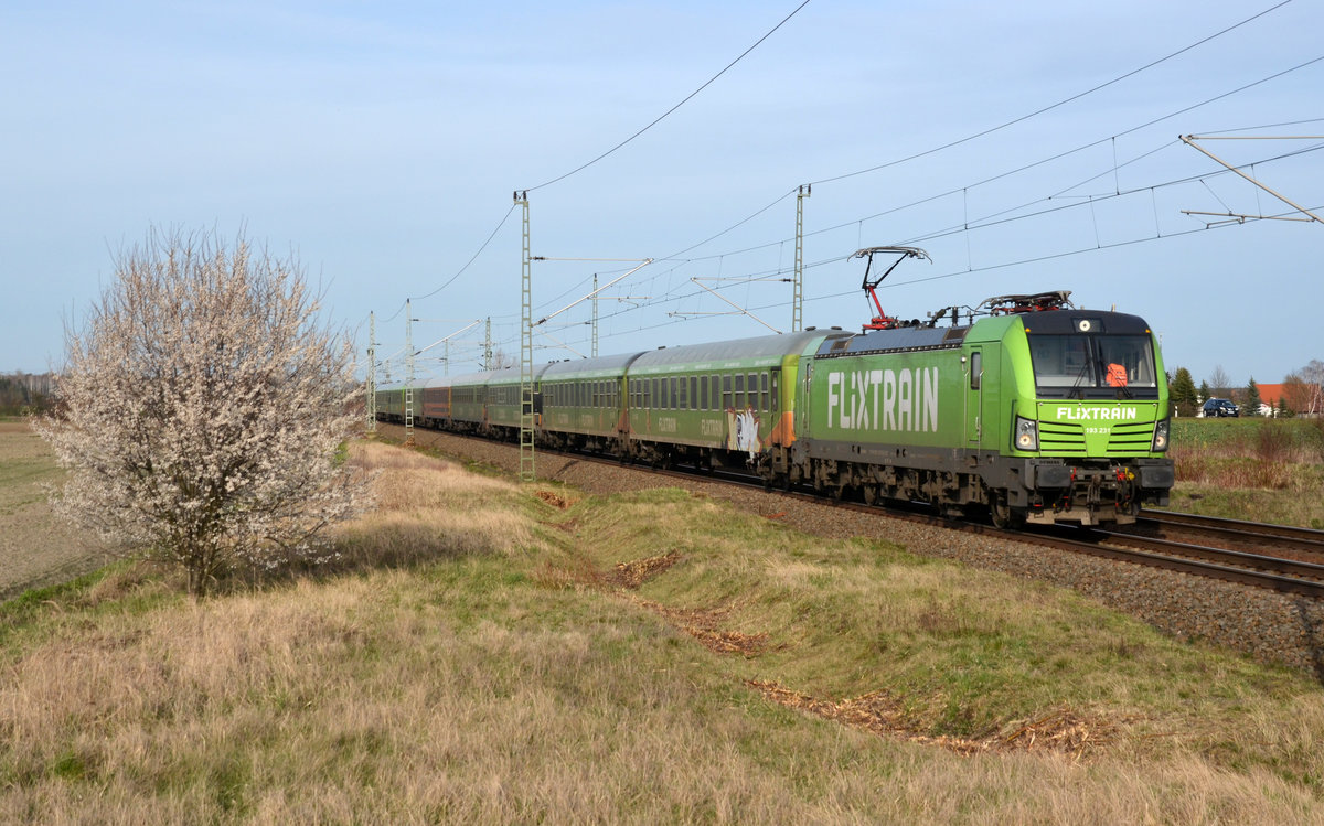 193 231 war am 15.03.20 mit dem Flixtrain 76307 von Berlin nach Stuttgart unterwegs. Hier rollt er durch Gräfenhainichen Richtung Halle(S). Gruß an den Lokführer!