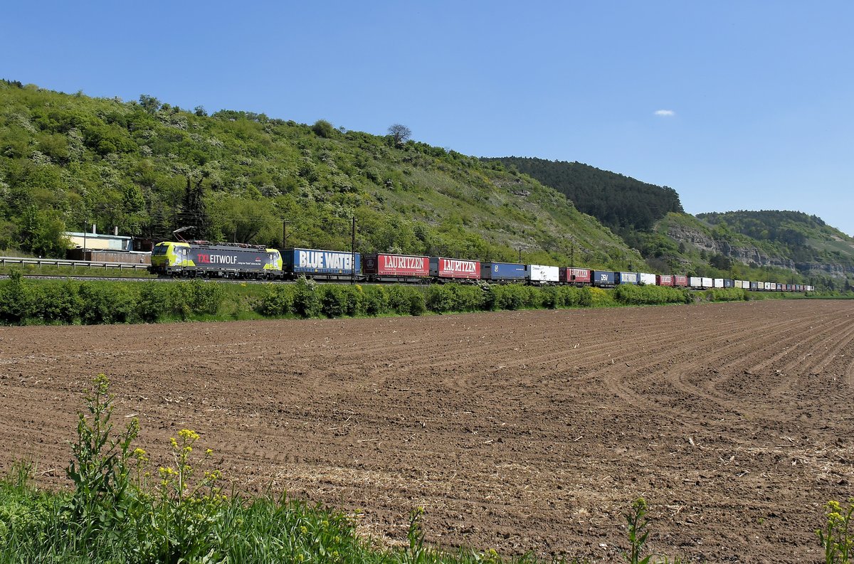 193 554 `Leitwolf´ am 10.05.17 bei Karlstadt am Main