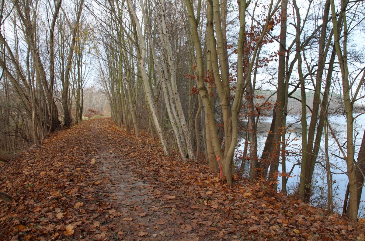 23.11.14 Unverkennbar eine alte Eisenbahnstrecke. Rechts der Gleuensee, Strecke (Templin) Fährkrug - Fürstenwerder