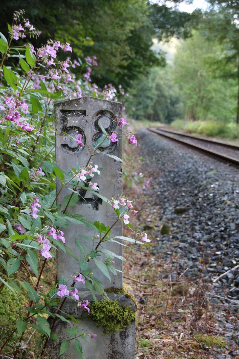 23.8.16 km Stillleben mit km 58.4 zwischen Sebnitz und Bad Schandau