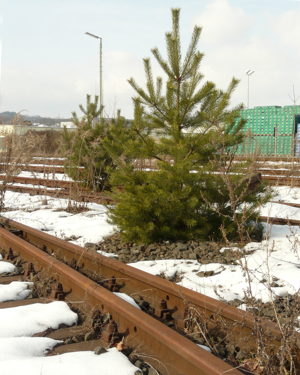 25. Februar 2009, In der Bierstadt Kulmbach hat die Bahn schon lange Hopfen und Malz an die LKW-Sparte verloren. Vom Netz abgeschnittene (zum Zeitpunkt der Aufnahme von der Ladestraße her frei zugängliche) Gütergleise an der westlichen Einfahrt des Bahnhofs Kulmbach.