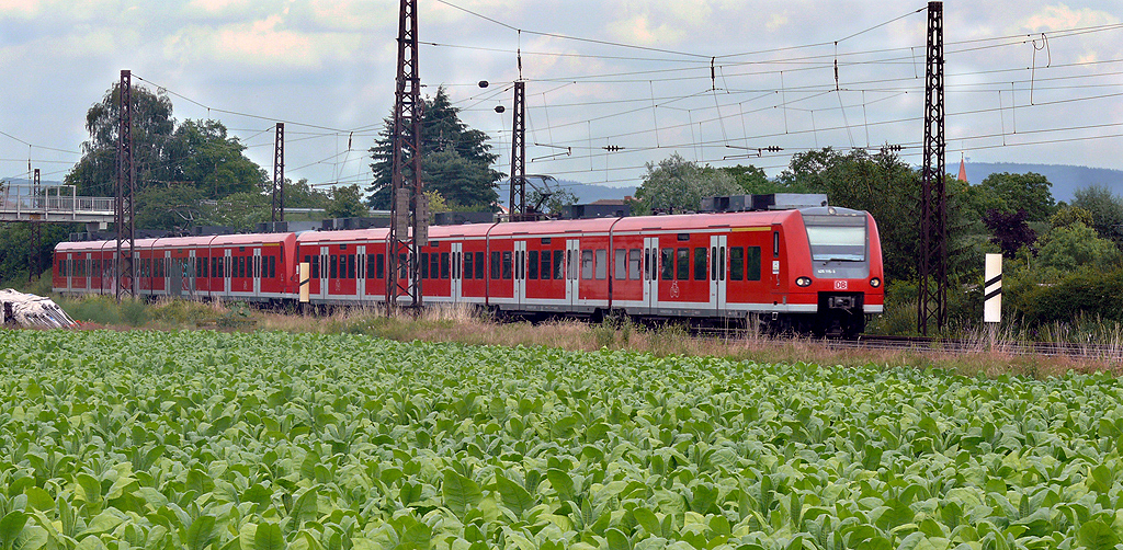 425-115 Mannheim-Karlsruhe mit Graffiti am zweiten Zugteil, im Vorergrund ein typisches Kurpflzer Tabakfeld, hinter Oftersheim am 2.7.2013