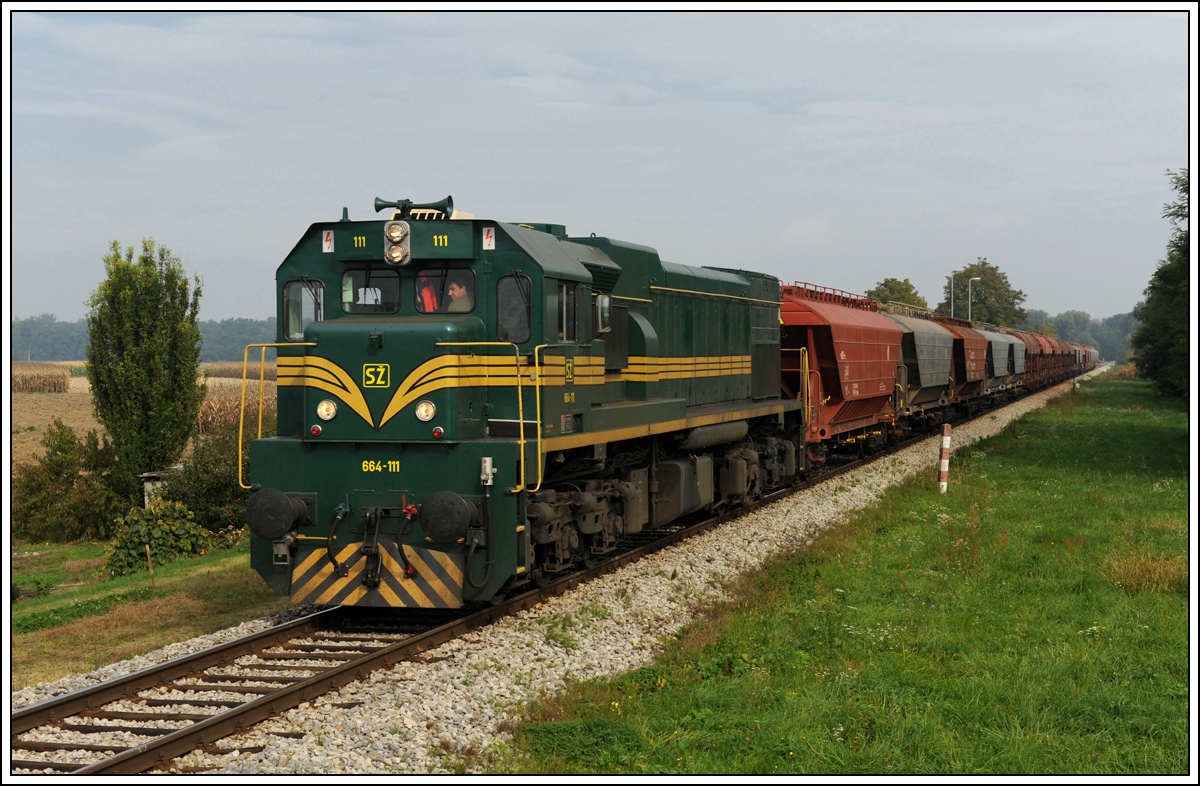 664-111 am 10.10.2013 auf dem von Weg Hodo  nach Pragersko bei der Durchfahrt der Haltestelle Verej.