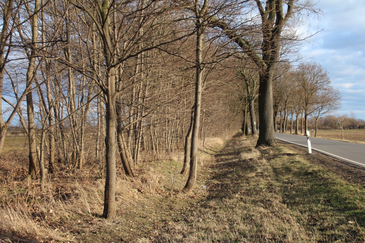 9.2.2014 Reste der Oderbruchbahn zwischen Neubarnim (Blickrichtung) und Neulewin.