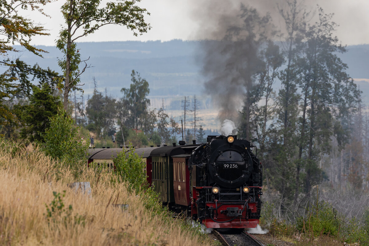 99 236 auf dem Weg von Schierke zum Broken. Kurz hinter dem Personen BÜ berwärts von Schierke. 6.9.25