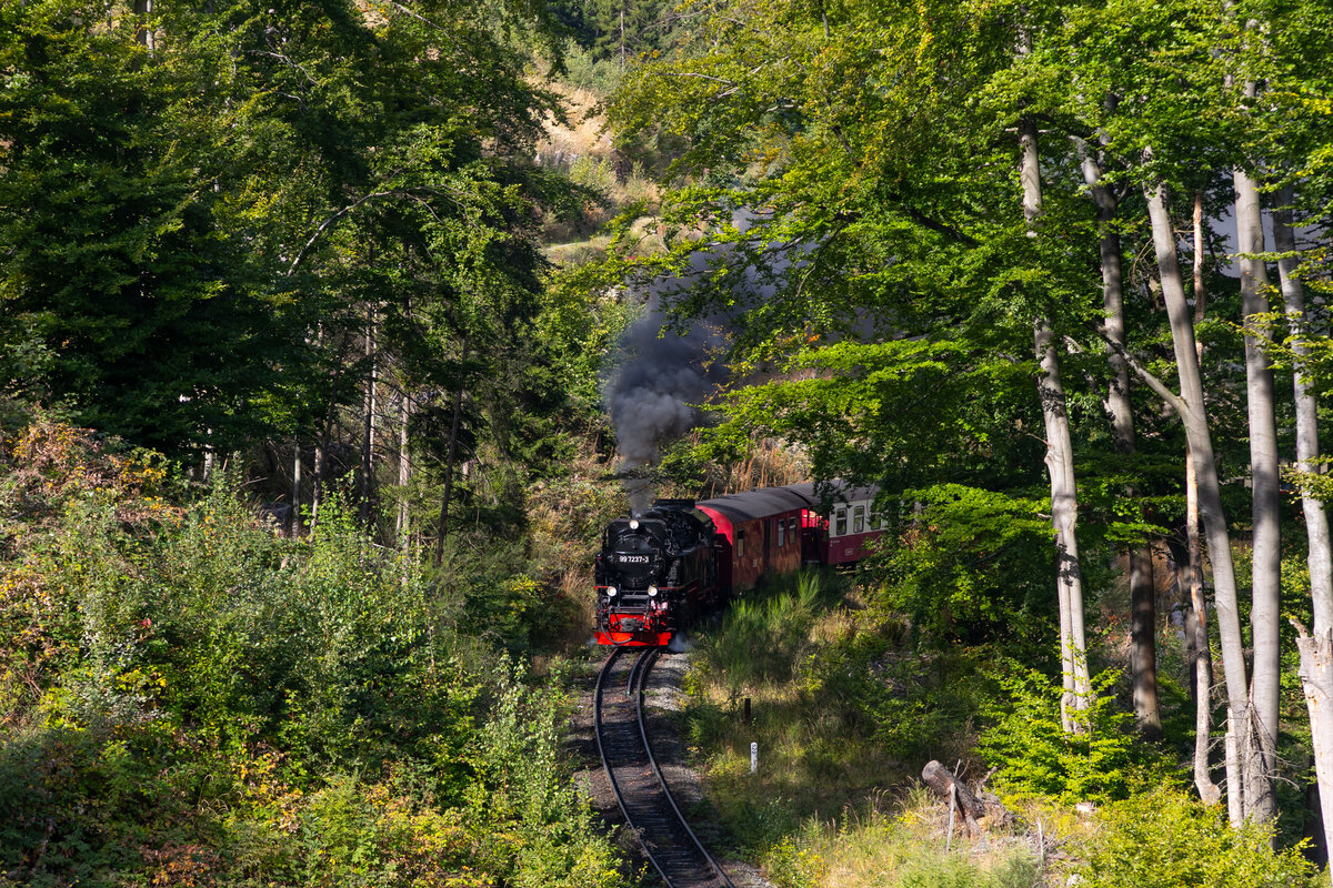 99 7237-3 durchfährt die Landschaft auf dem Weg von Wernigerode nach Drei Annen Hohne kurz vor dem Nordportal des Drängetaltunnels. 7.9.25