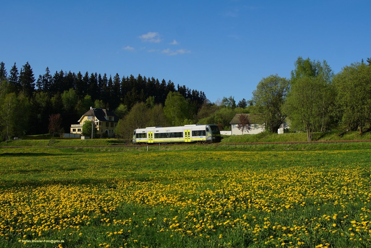 Agilis fährt auch bei mir daheim. Hier der obligate 650er Triebwagen mit einer schönen Löwenzahn-Wiese bei Selbitz, aufgenommen am 1. Mai 2018.