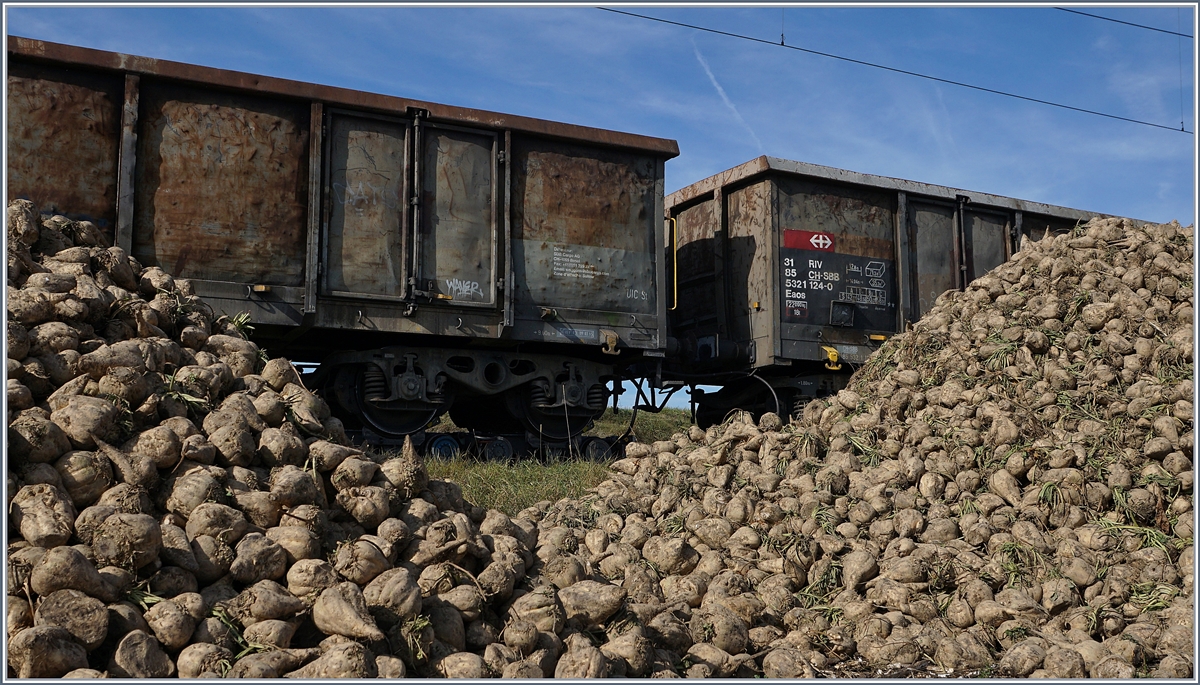 Alle Jahre wieder, doch heuer zum letzen Mal, werden bei der BAM Zuckerrüben verladen und dies auf freiem Feld.
Bei Reverolle, den 17. Okt. 2017
