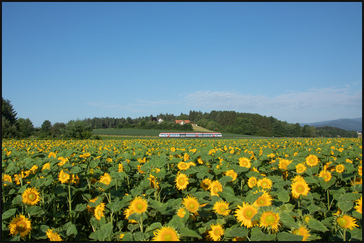 Allein das Summen der Bienen , Hummeln und sonstigen  Fliegern  ist so richtig entspannend. 
Sonnenblumenfeld am 2. Juli 2020 bei Dietmannsdorf. 