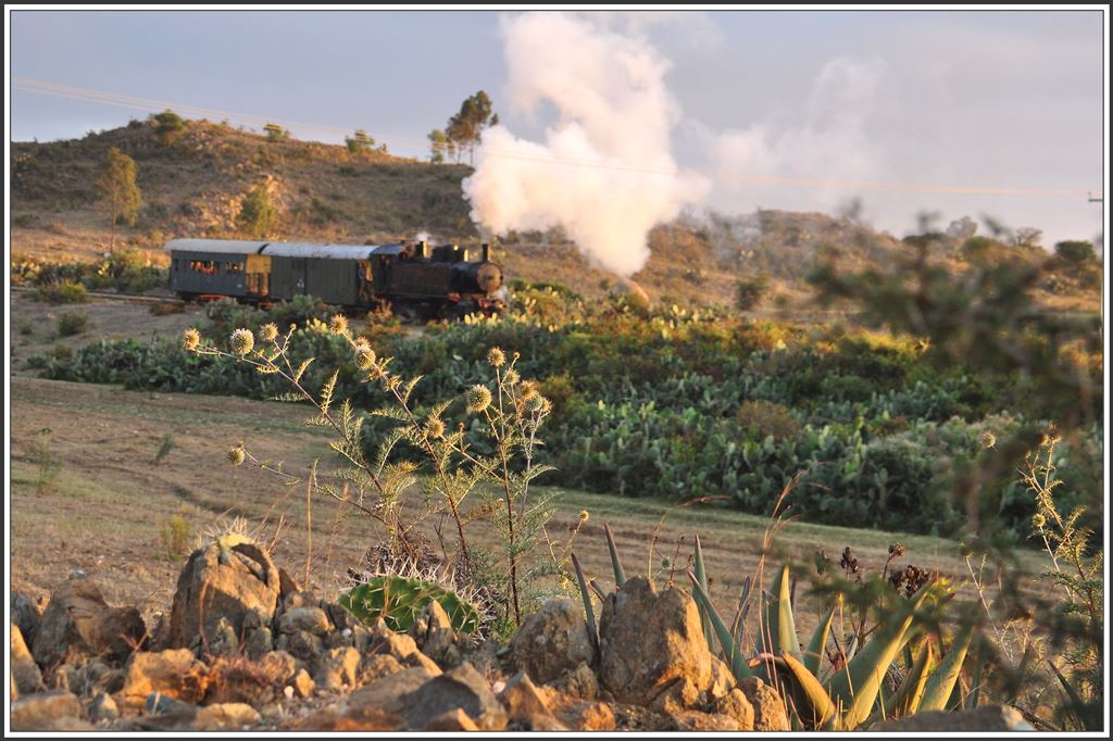 Alles was hier oben am Summit wächst ist auf irgeneine Art stachelig. (04.12.2014)
