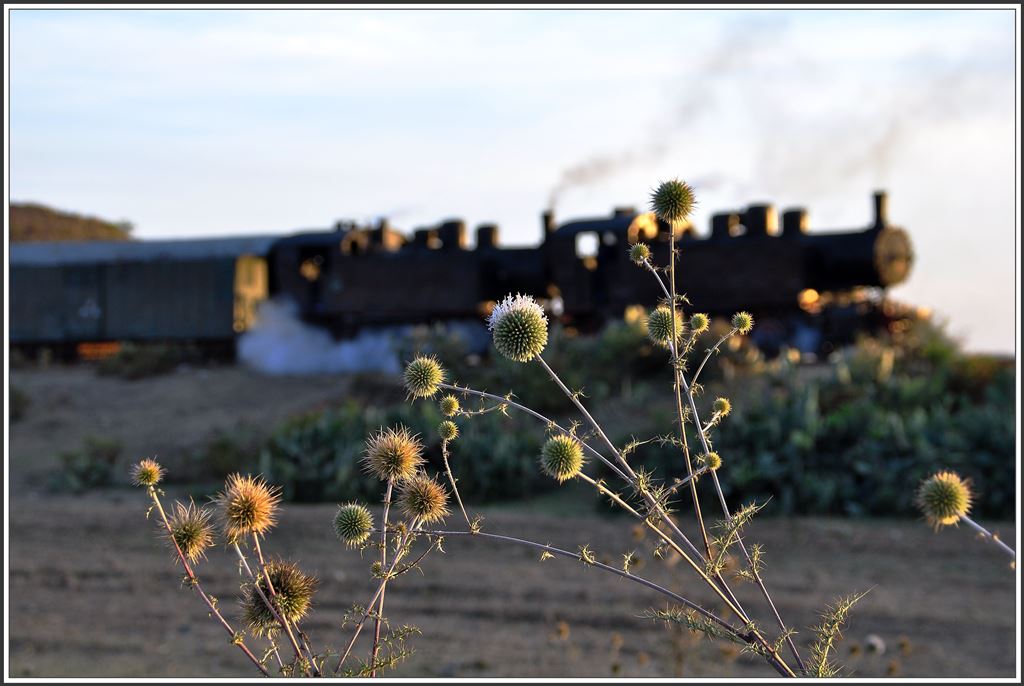 Alles was hier wächst ist irgendwie stachelig. GmP in der Station Summit. (10.12.2014)