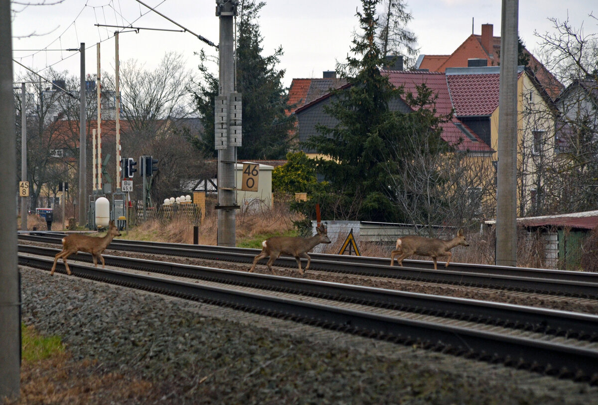 Am 05.02.22 überquerten in Greppin 3 Rehe die Bahnstrecke Dessau - Bitterfeld.