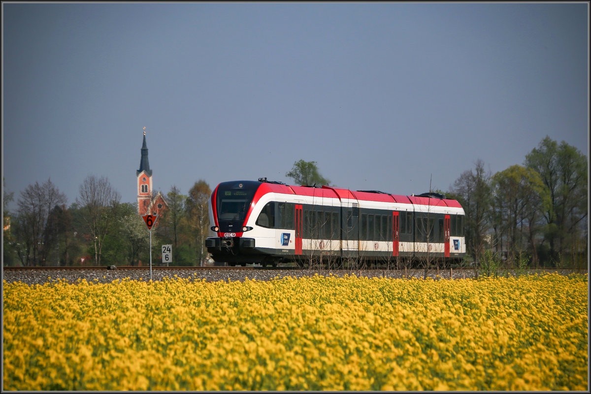 Am 11.April 2016 stand ein Rapsfeld bei Lebing kur vor Groß Sankt Florian in Vollblüte . 

Eine Wiederholung Wert wenn man die Qualität genauer betrachtet.