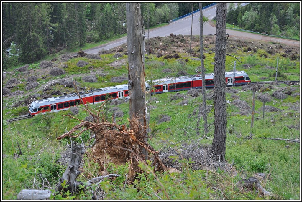 Am 19.November 2004 zerstörte ein Orkan einen beträchtlichen Teil der Wälder in der Hohen Tatra rund um Štrbské Pleso. Im Mai 2014 kam es zu einem weiteren Orkan,der wieder tausende von Bäumen fällte. Auf diesem Bild zwischen Poradské Pleso und Vyšné Hágy sind die alten und neuen Schäden deutlich zu sehen. (04.06.2014)