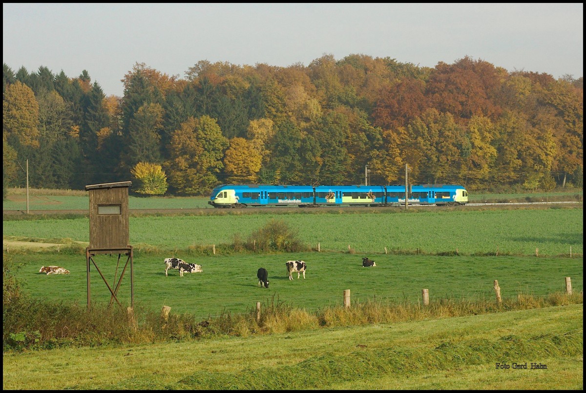 Am 30.10.2015 war die Westfalenbahn mit ihren dreiteiligen Flirt noch der Standard Linienverkehr auf der Relation Bad Bentheim - Bielefeld. Um 10.30 Uhr kam ein solcher Regionalzug in Richtung Bad Bentheim fahrend durch die Bauernschaft bei Ibbenbüren - Laggenbeck.