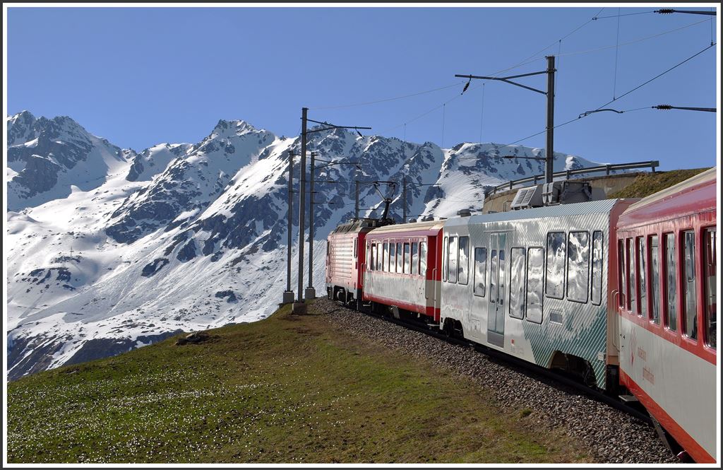 Am Nätschen oberhalb Andermatt spriessen die Krokusse sobald der Schnee geschmolzen ist. (22.04.2015)